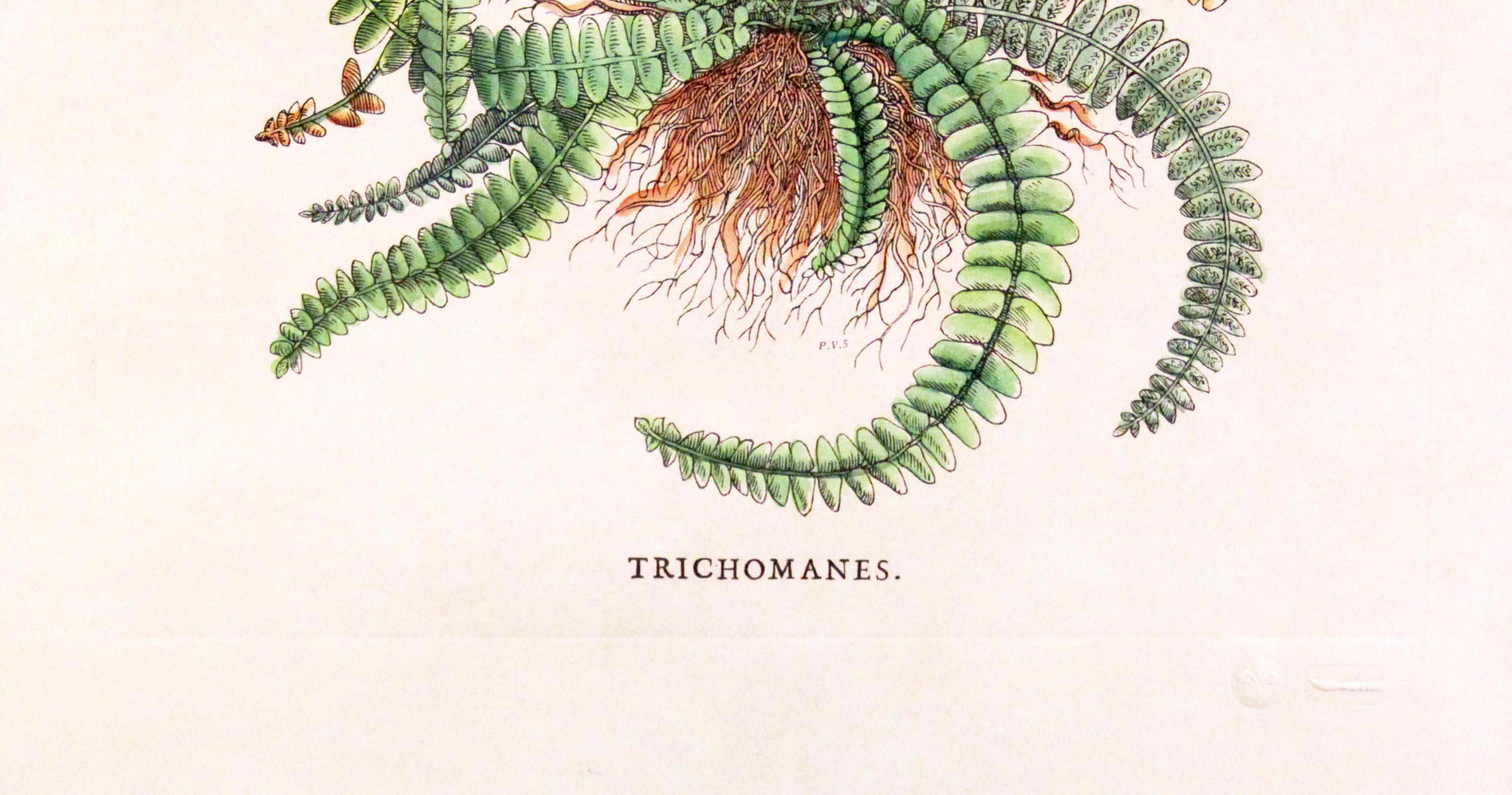 Original Vintage Custom Botanical Fern Drucke mit Herstellerstempel (Handgefertigt) im Angebot