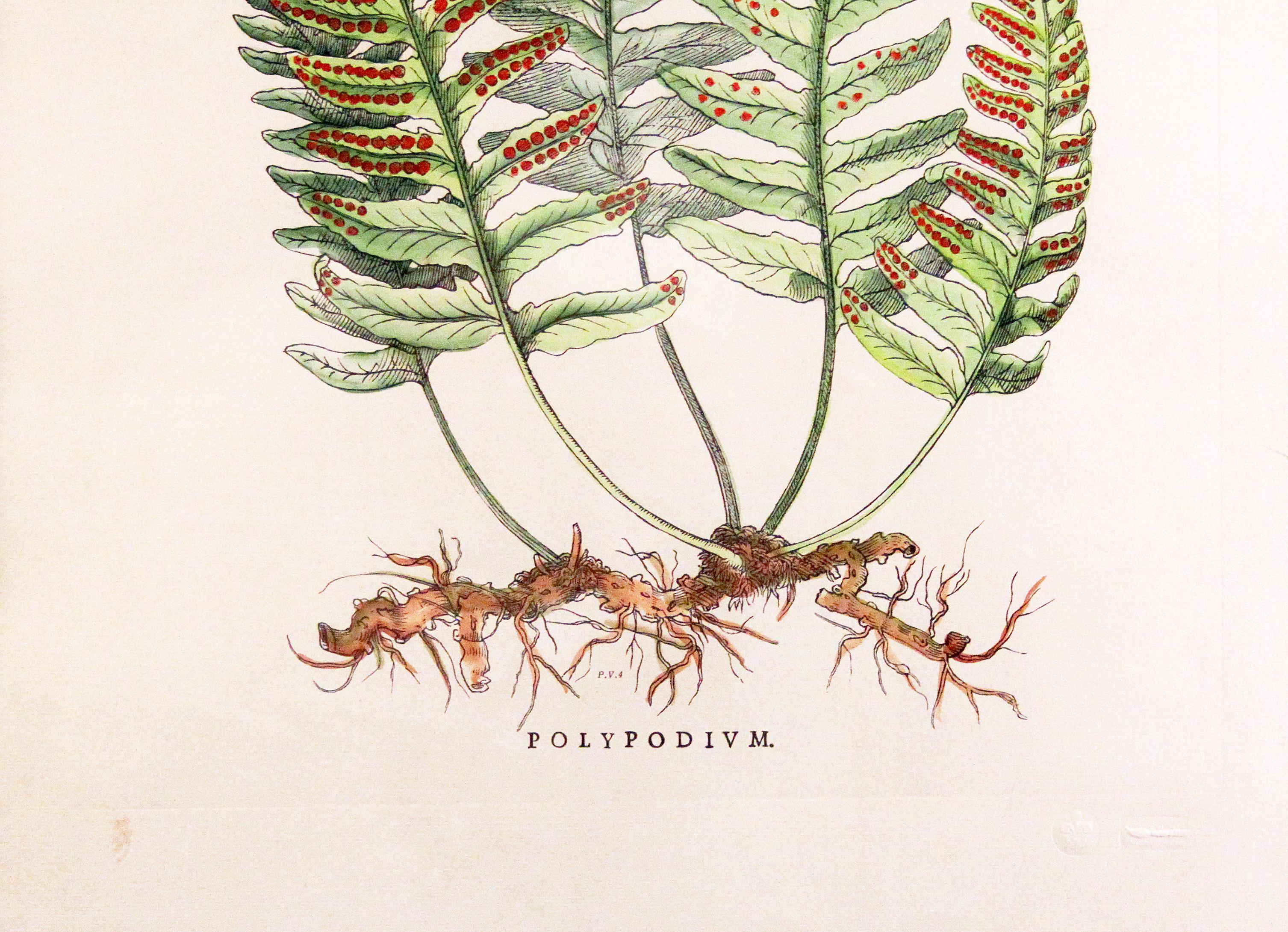 framed fern botanical prints