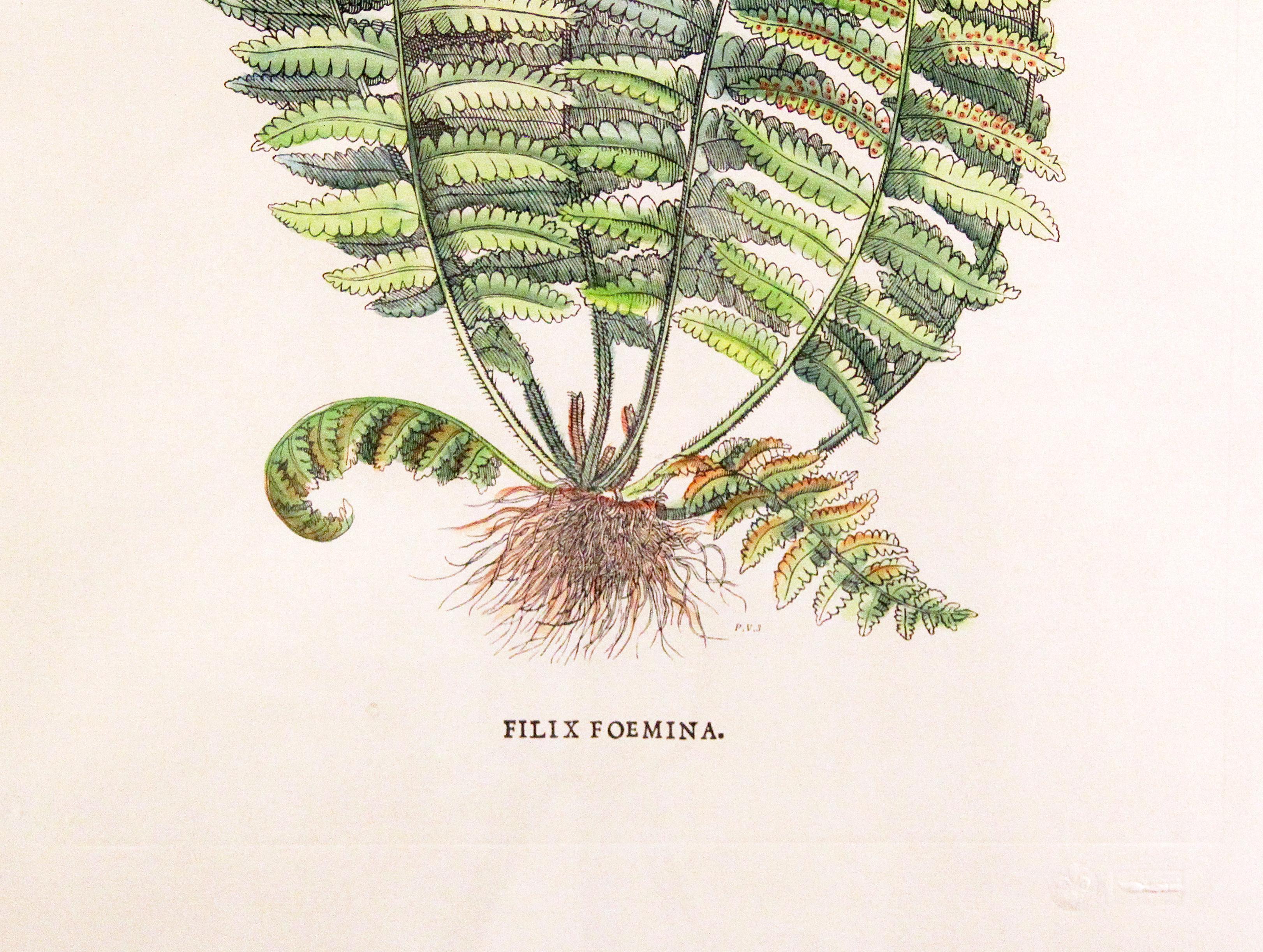 fern botanical prints