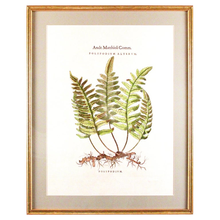 Original Vintage Custom Botanical Fern Prints with Makers Stamp For ...