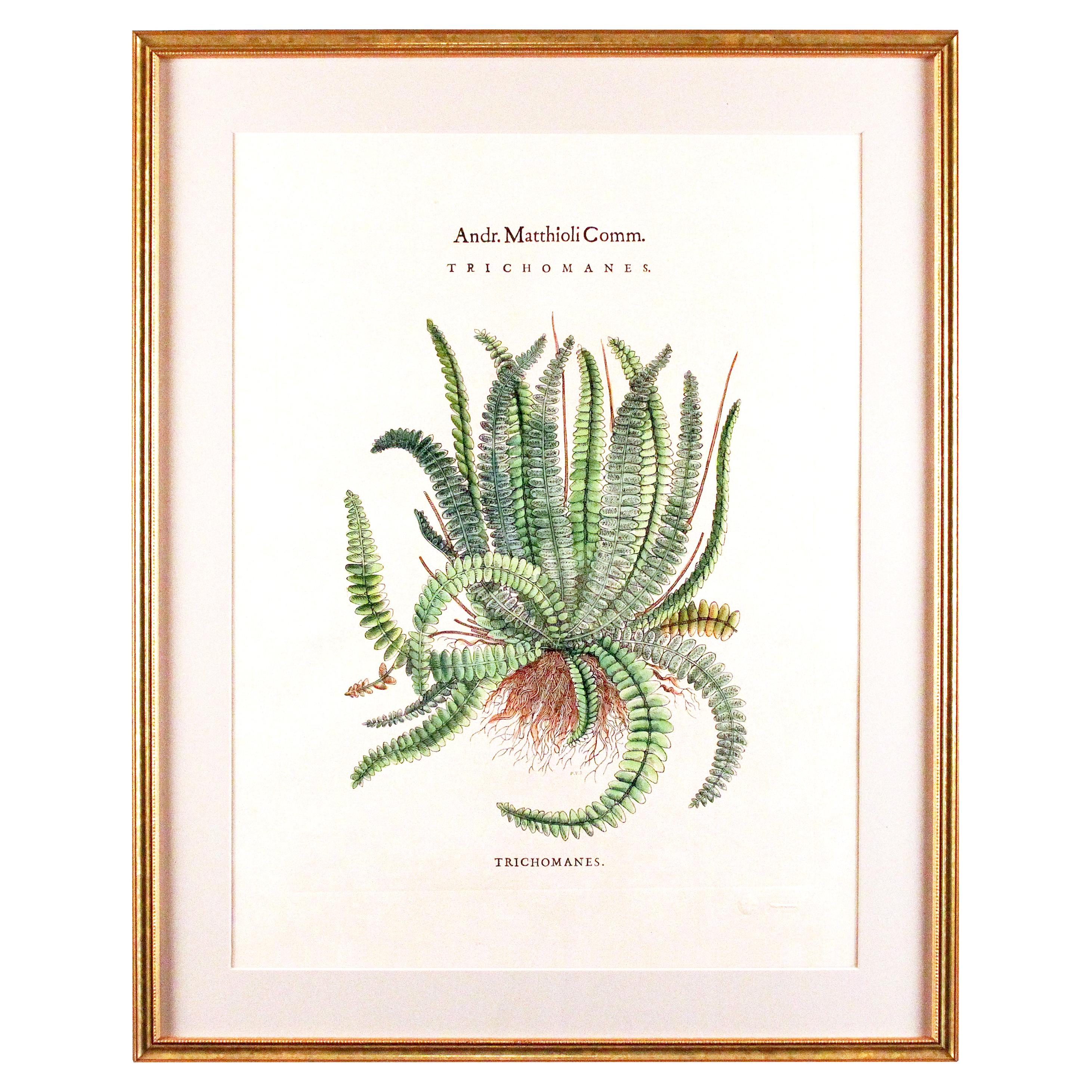Original Vintage Custom Botanical Fern Prints with Makers Stamp For Sale