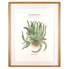 Stampe botaniche personalizzate originali d'epoca con timbro del produttore