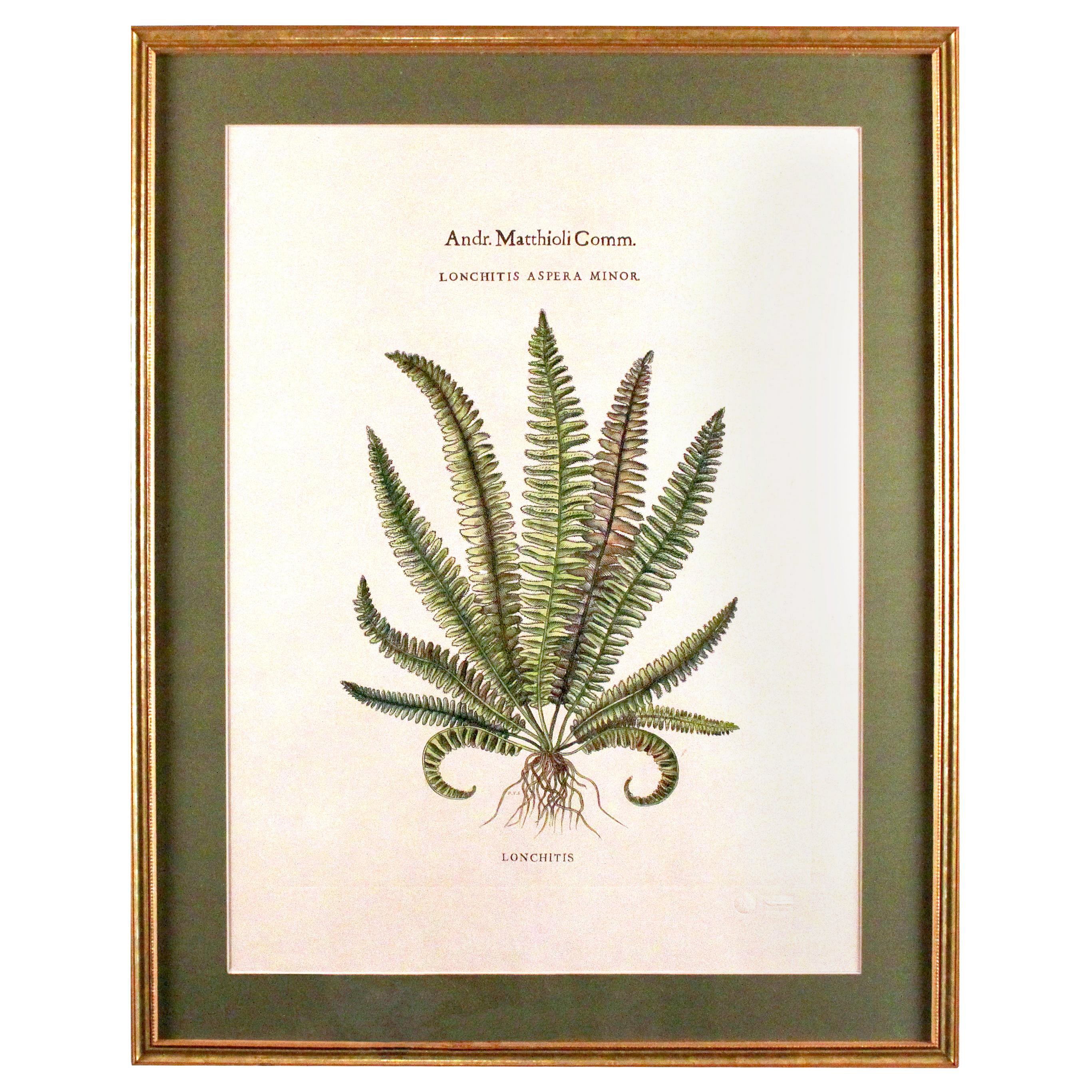 Stampe botaniche personalizzate originali d'epoca con timbro del produttore