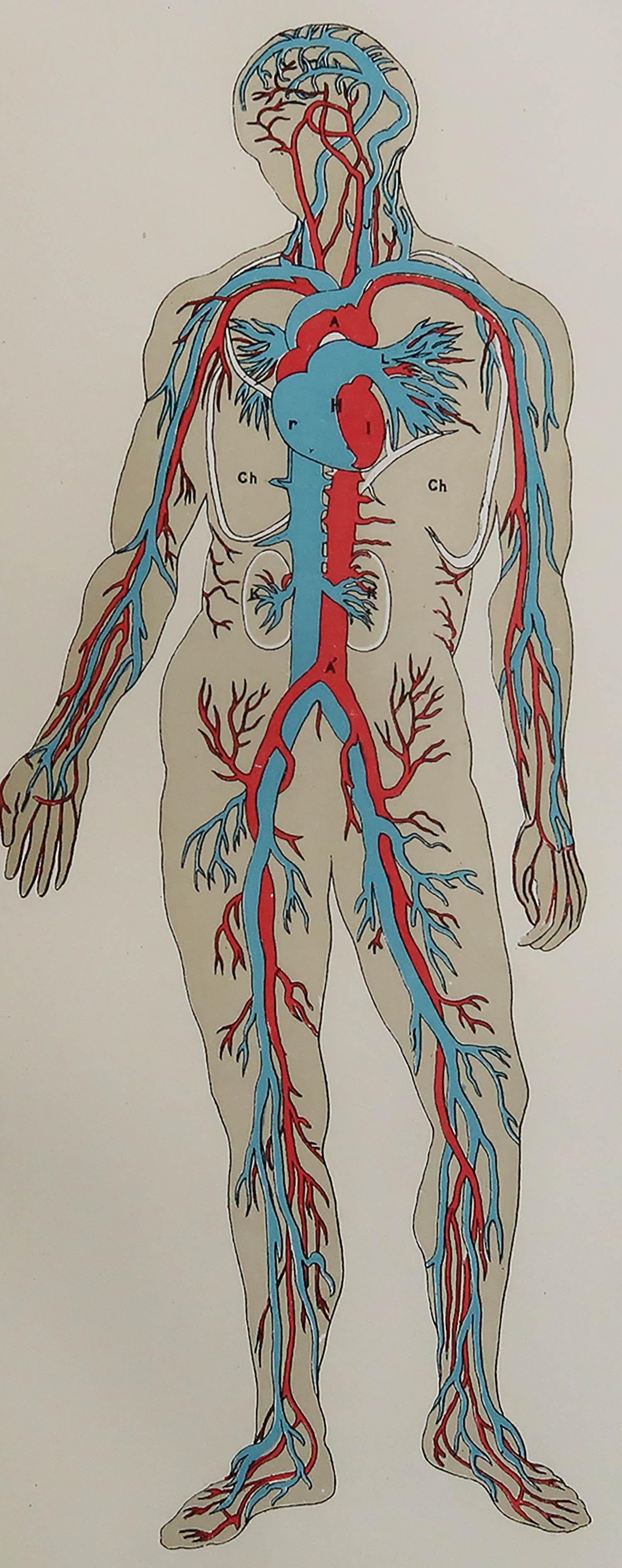 Grande immagine di interesse medico.

Senza cornice.

Pubblicato, intorno al 1900.





