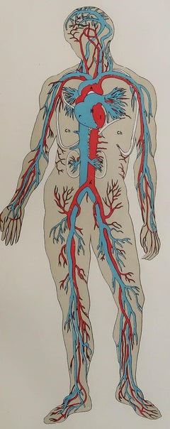 Original Vintage Medical Print-Blood Vessels, circa 1900