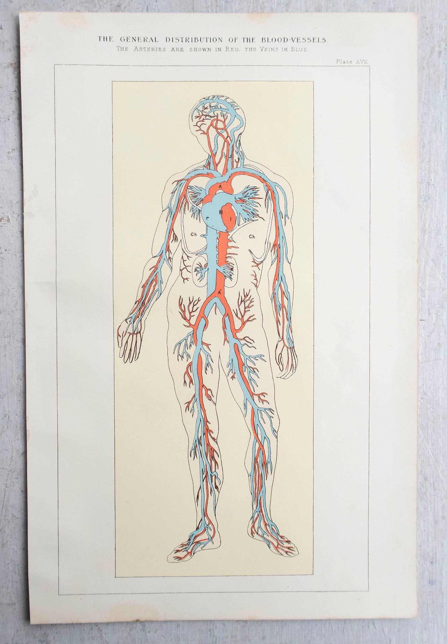 Original Vintage Medical Print-Blutgefäße, um 1900 (Englisch) im Angebot