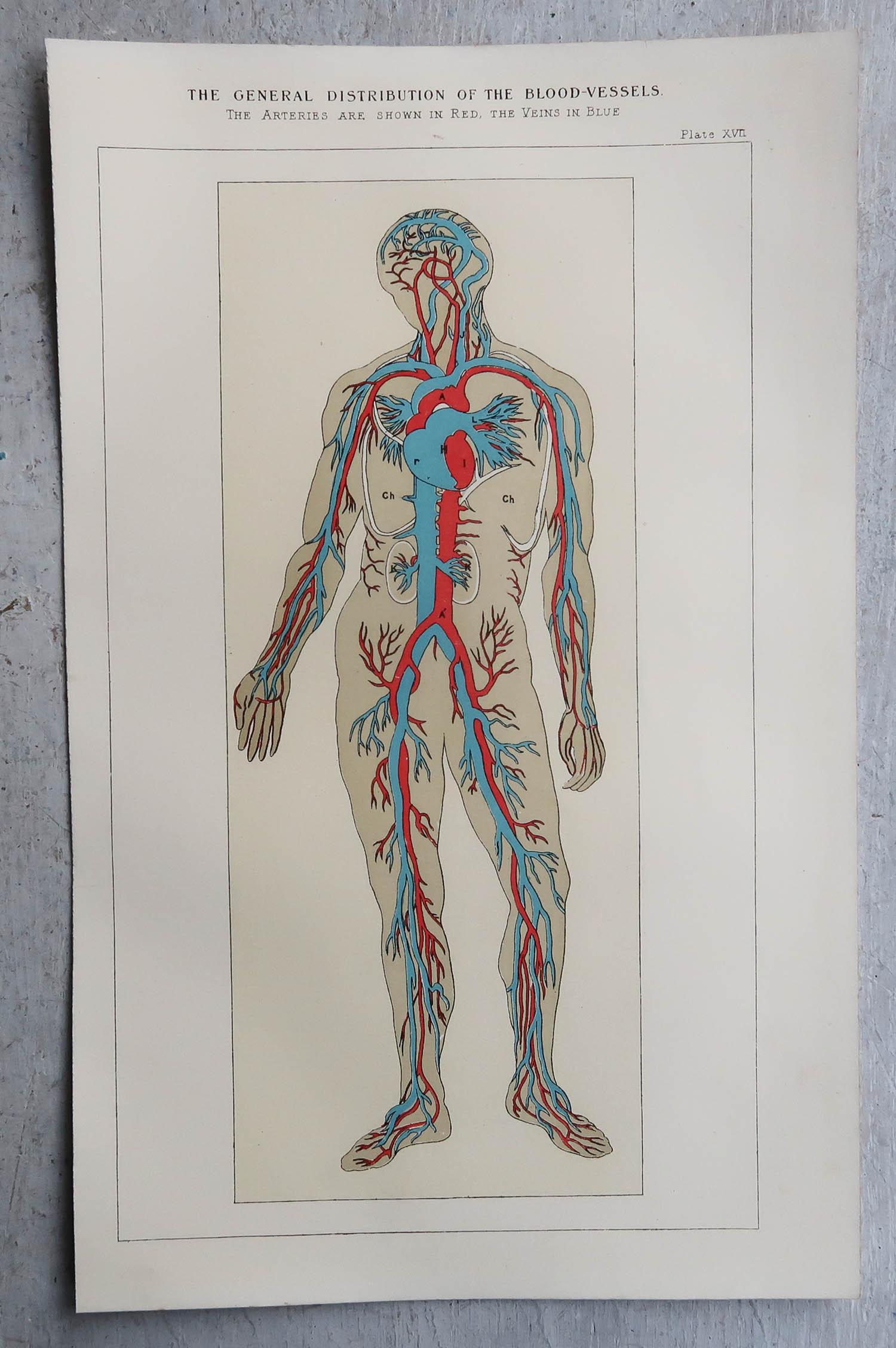 Inglese Stampa medica originale d'epoca - Vasi sanguigni, circa 1900 in vendita