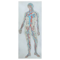 Original Antique Medical Print-Blood Vessels, circa 1900