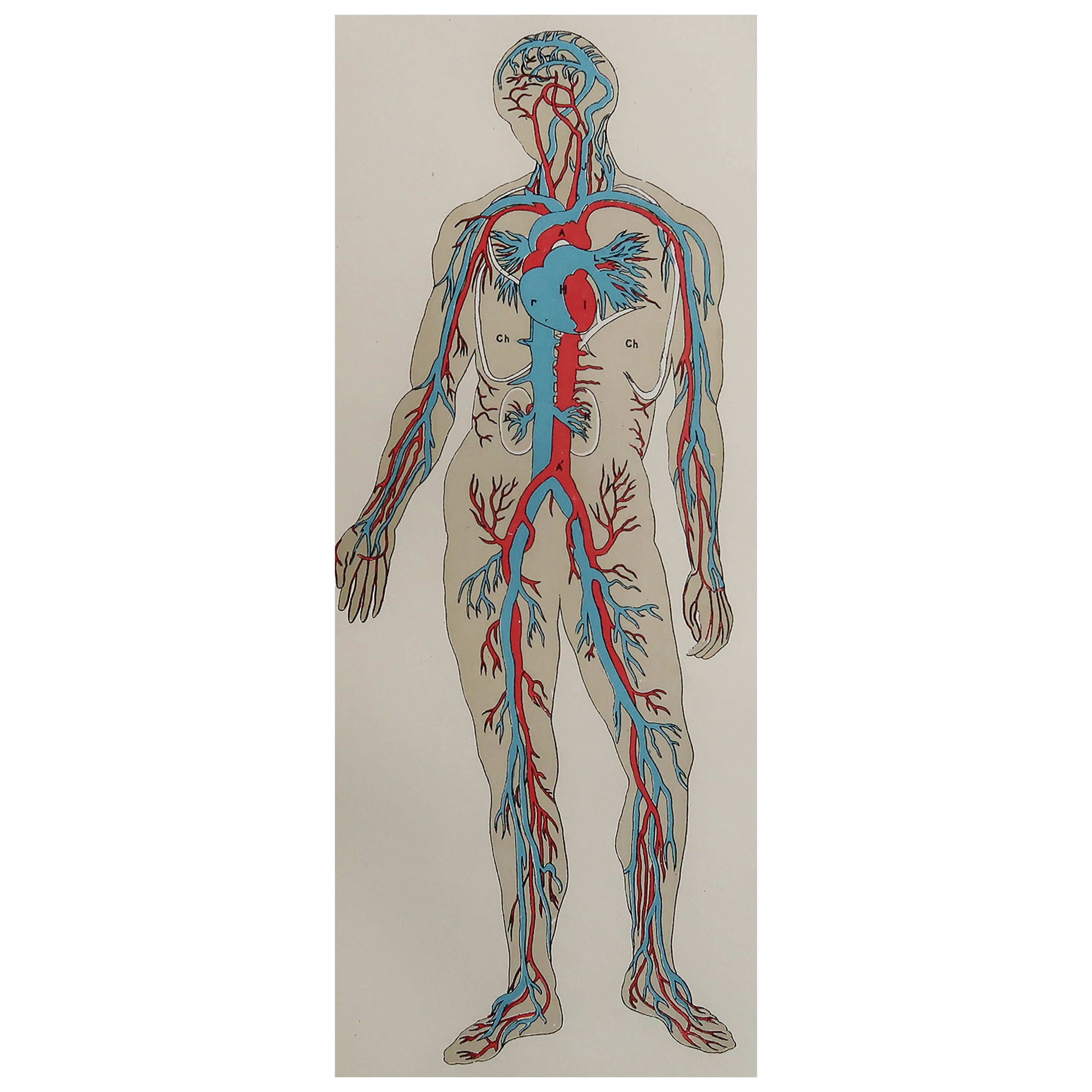 Original Vintage Medical Print-Blutgefäße, um 1900