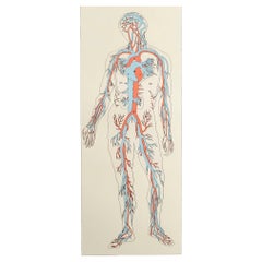 Original Vintage Medical Print-Blood Vessels, circa 1900