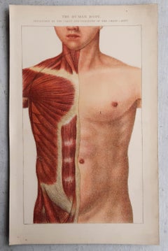 Original Vintage Medical Print, Chest Cavity, C.1900