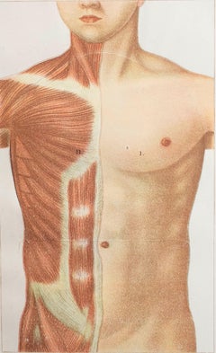 Original Vintage Medical Print, Chest Cavity, C.1900