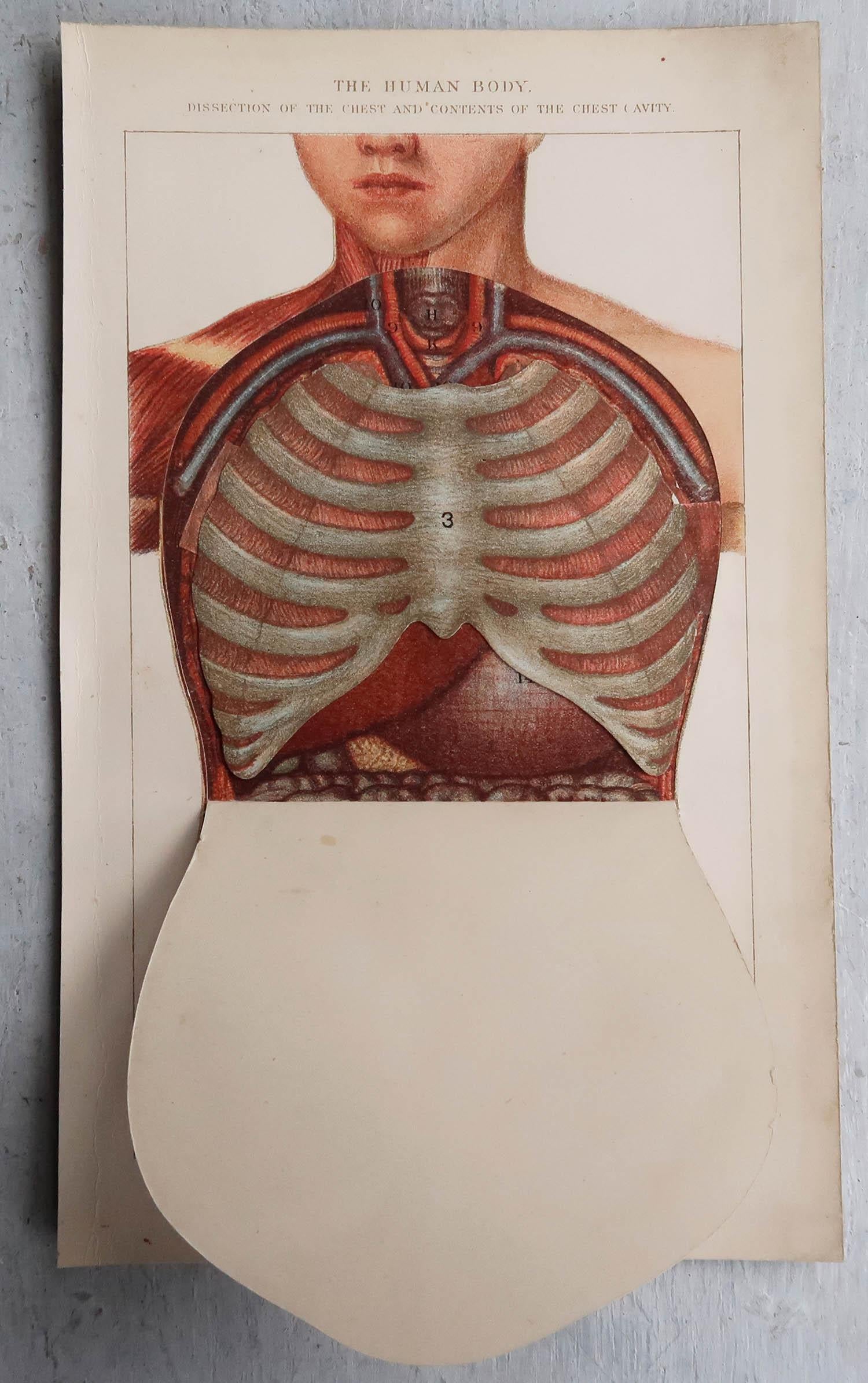 human chest cavity