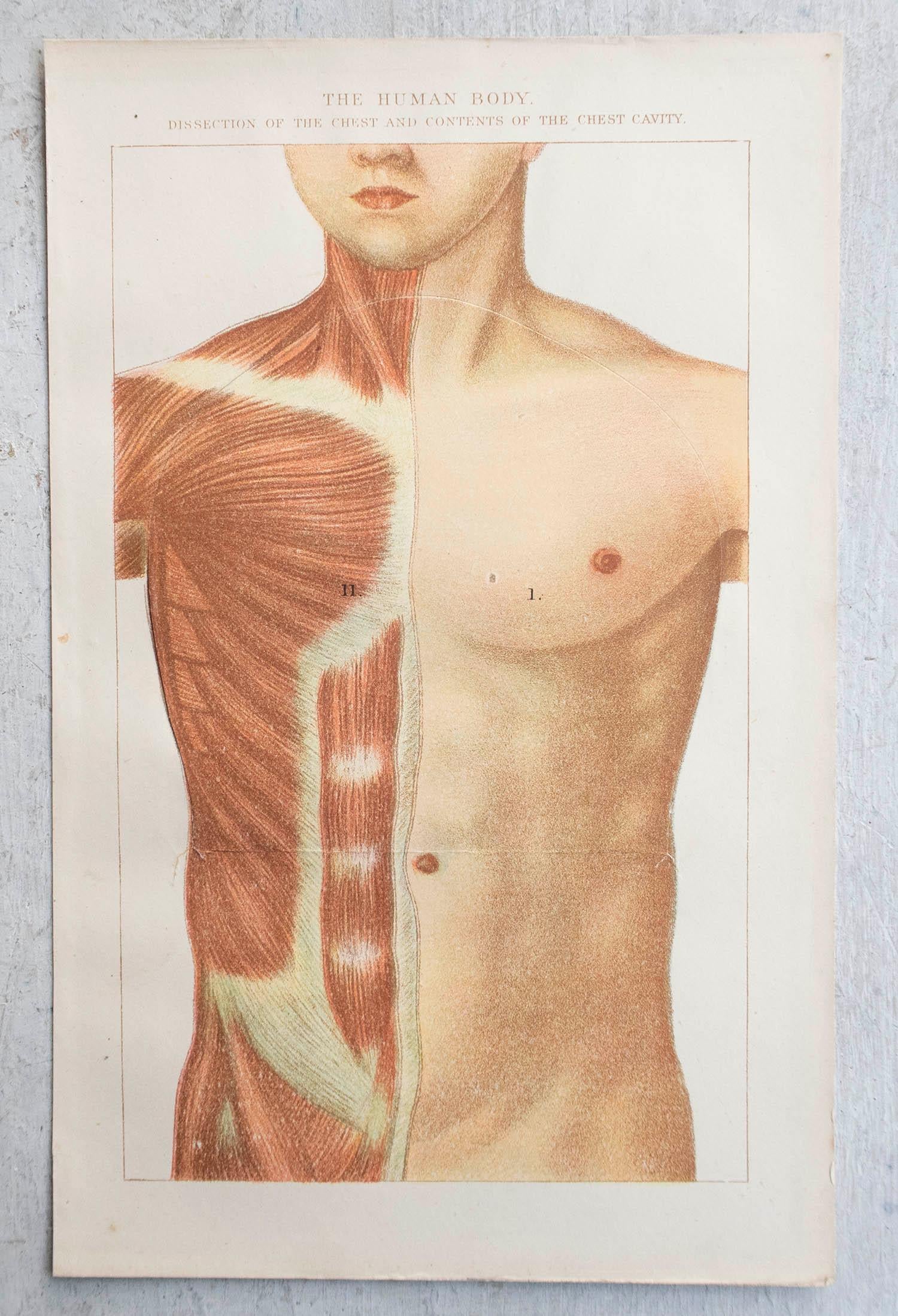 Edwardian Original Vintage Medical Print, Chest Cavity, C.1900 For Sale