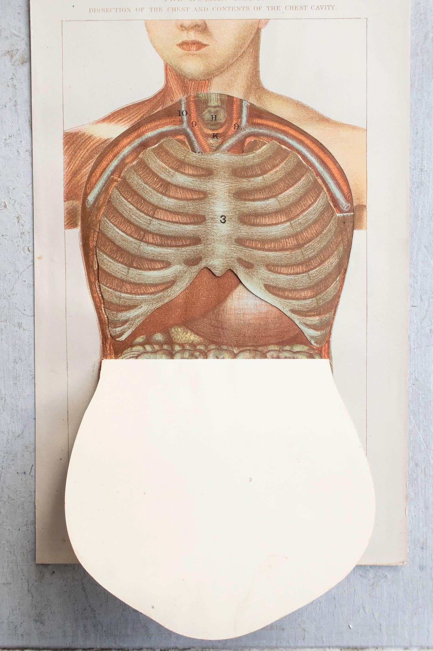 English Original Vintage Medical Print, Chest Cavity, C.1900 For Sale