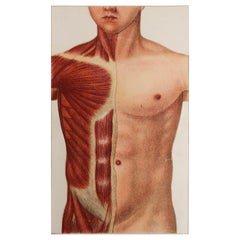 Original Antique Medical Print, Chest Cavity, C.1900