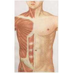 Original Vintage Medical Print, Chest Cavity, C.1900