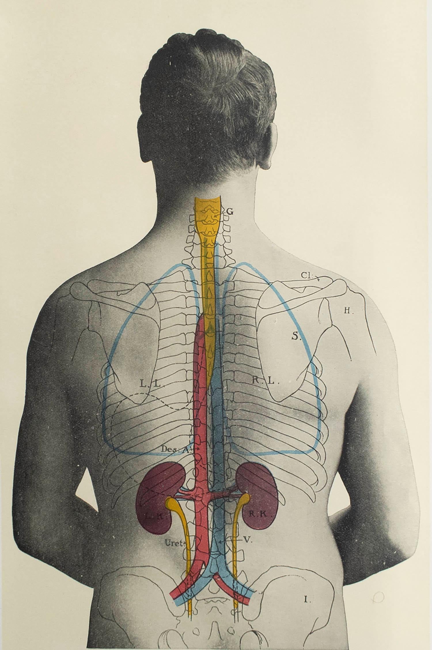 Großes Bild von medizinischem Interesse

Ungerahmt.

Veröffentlicht, um 1900.





