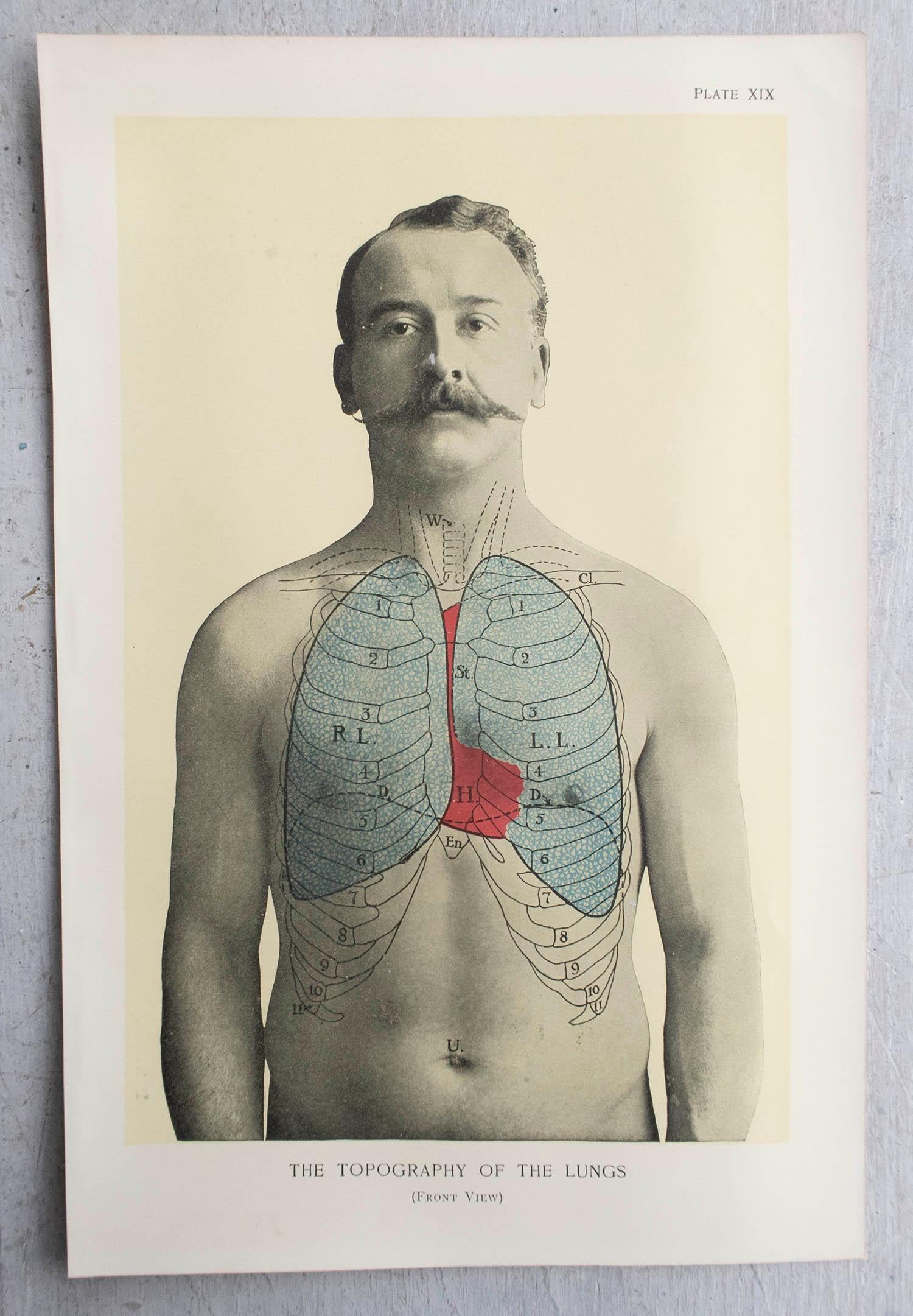 English Original Vintage Medical Print, Lungs, C.1900 For Sale