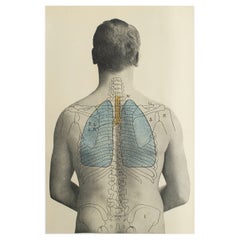 Original Vintage Medical Print, Lungs, C.1900