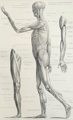 Original Vintage Medical Print, Muscles, C.1900