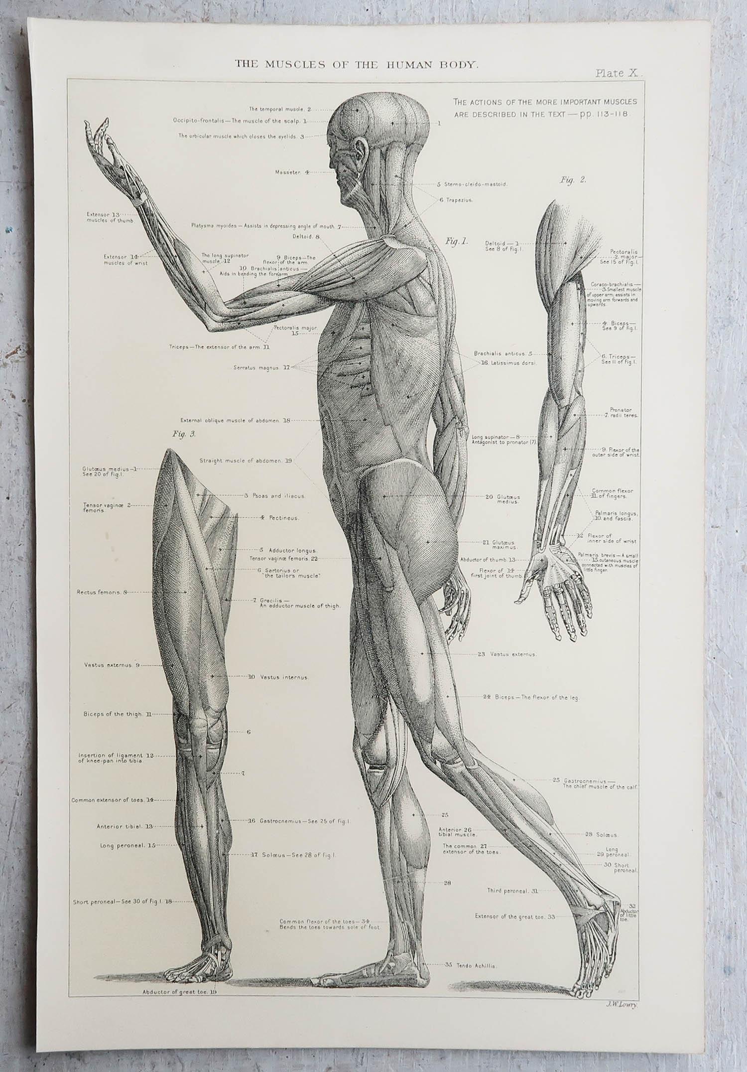 Édouardien Impression médicale originale vintage, Muscles, C.1900 en vente