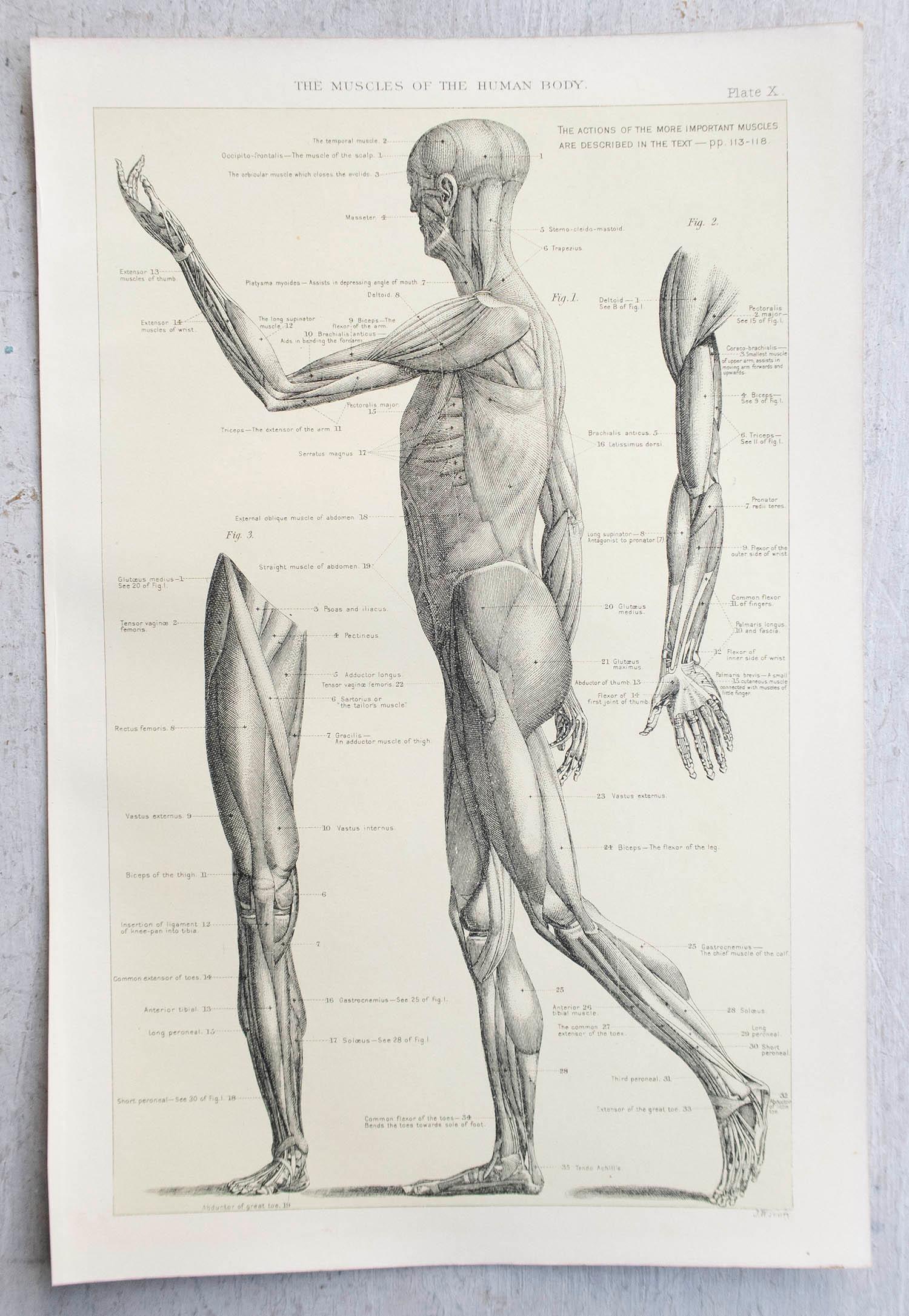 Edwardian Original Vintage Medical Print, Muscles, C.1900 For Sale