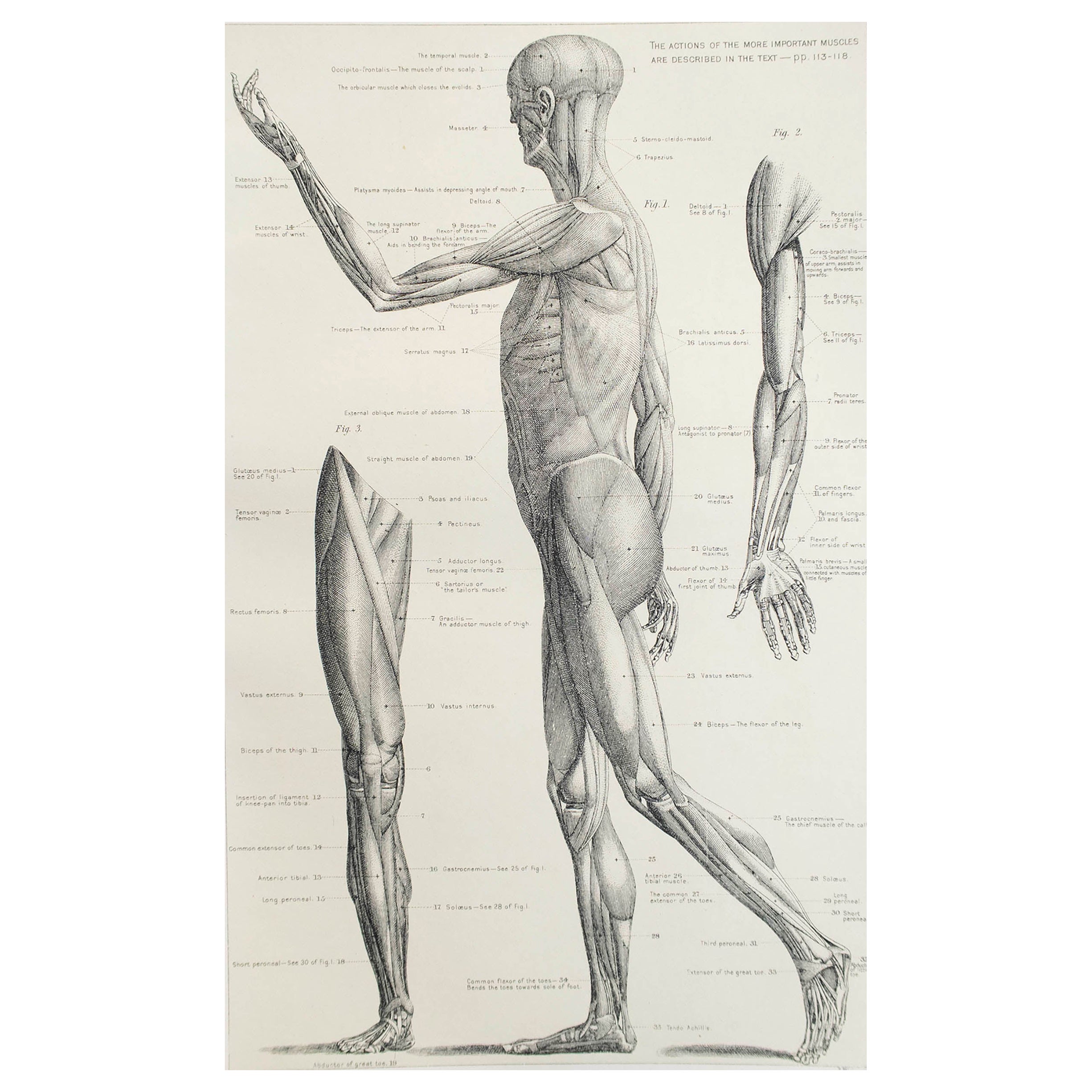 Original Vintage Medical Print, Muscles, C.1900