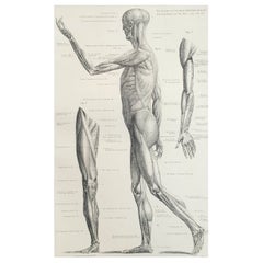Original Vintage Medical Print, Muscles, C.1900