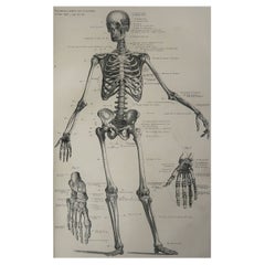 Original Antique Medical Print-Skeleton, C.1900
