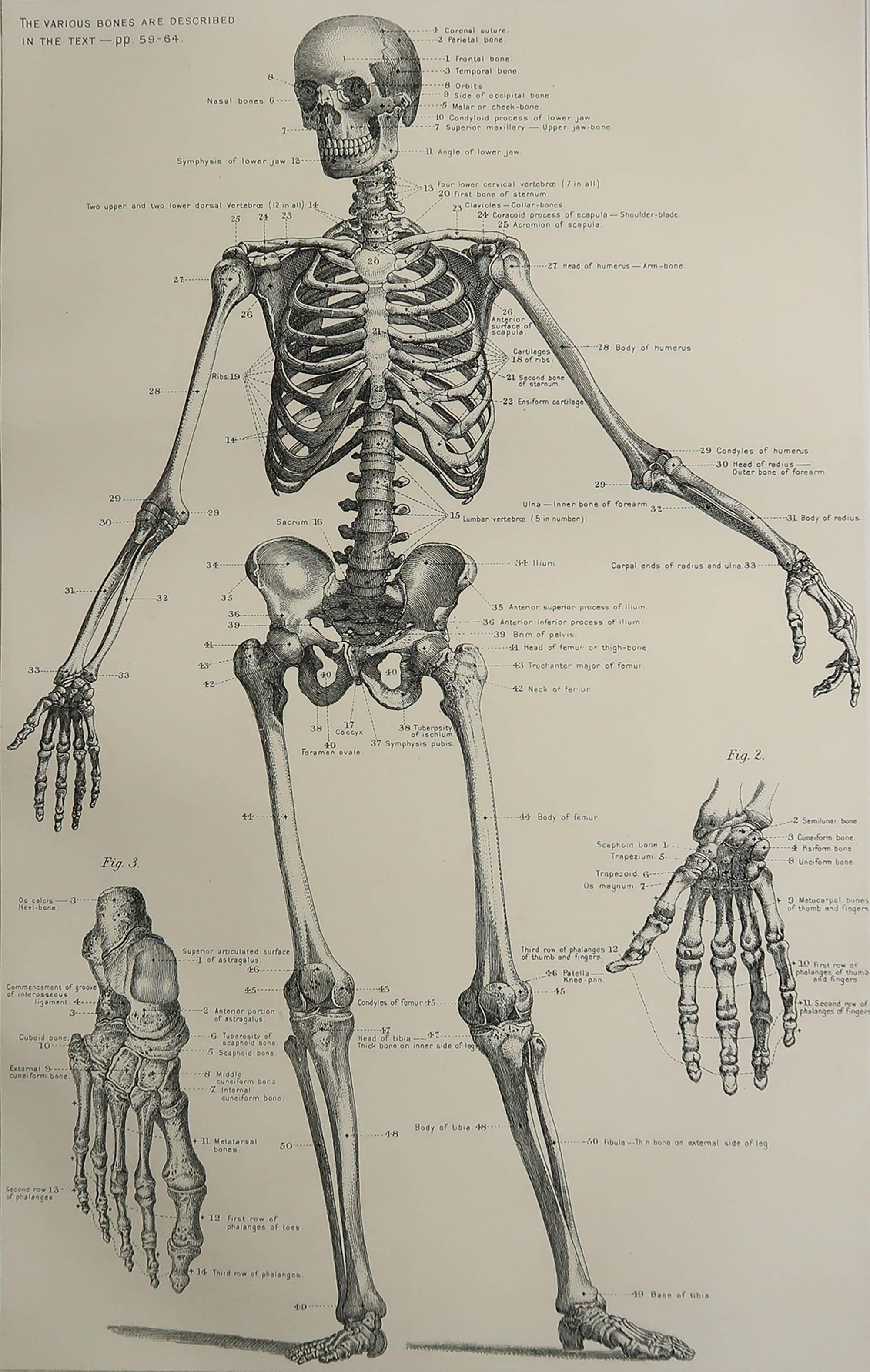 Grande image d'intérêt médical.

Non encadré.

Publié, vers 1900.





