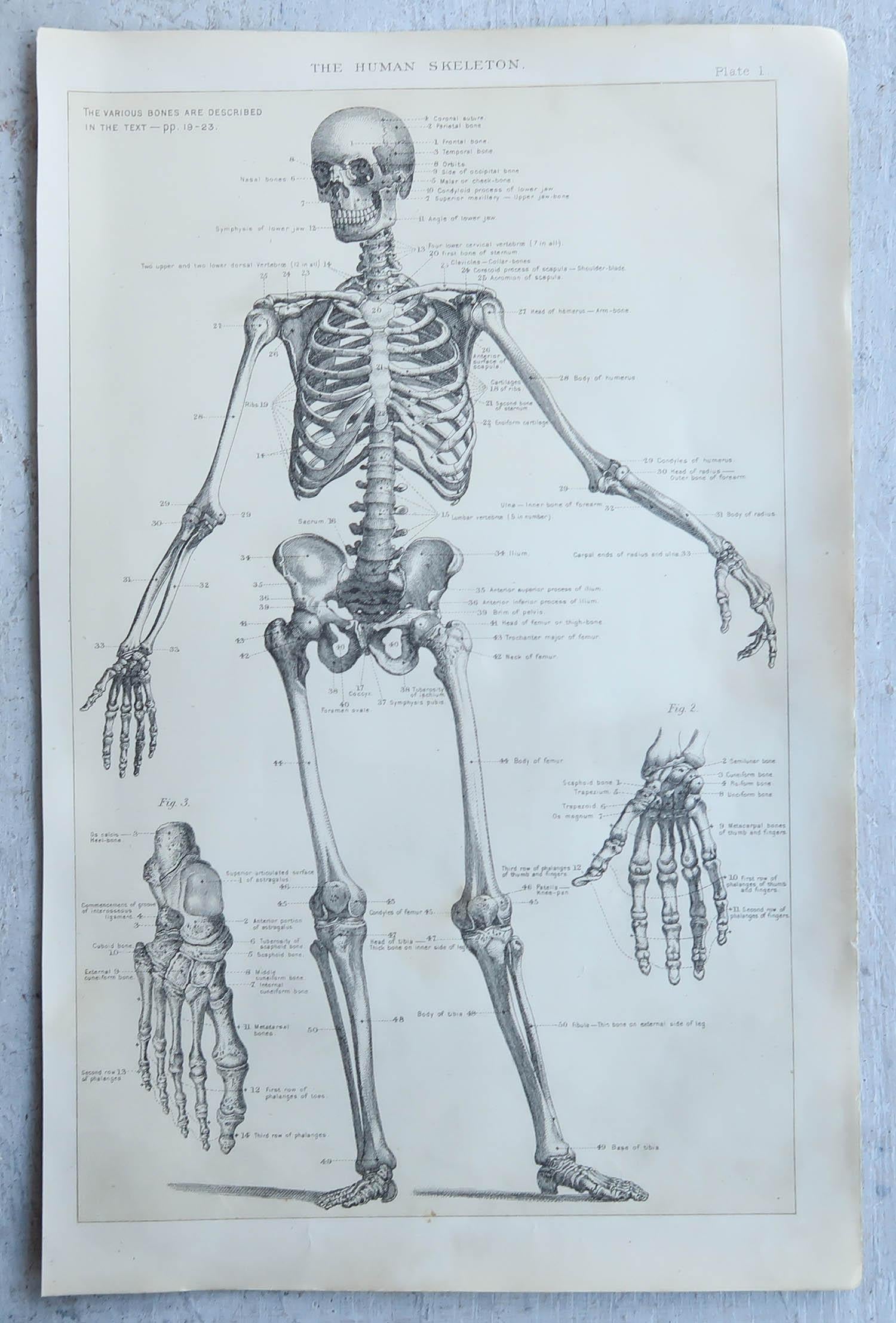 English Original Vintage Medical Print-Skeleton, circa 1900 For Sale