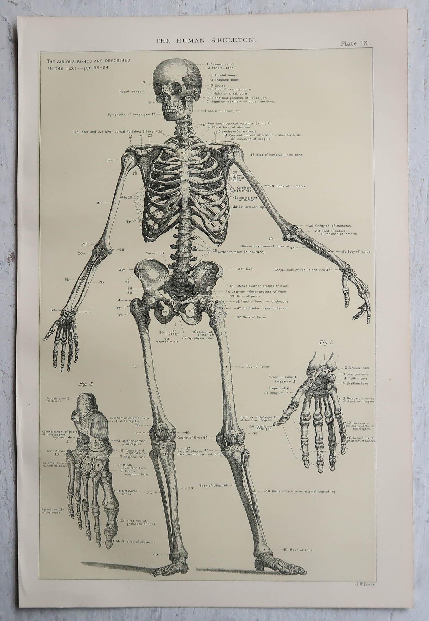 Anglais Skeleton d'origine à impression médicale, vers 1900 en vente