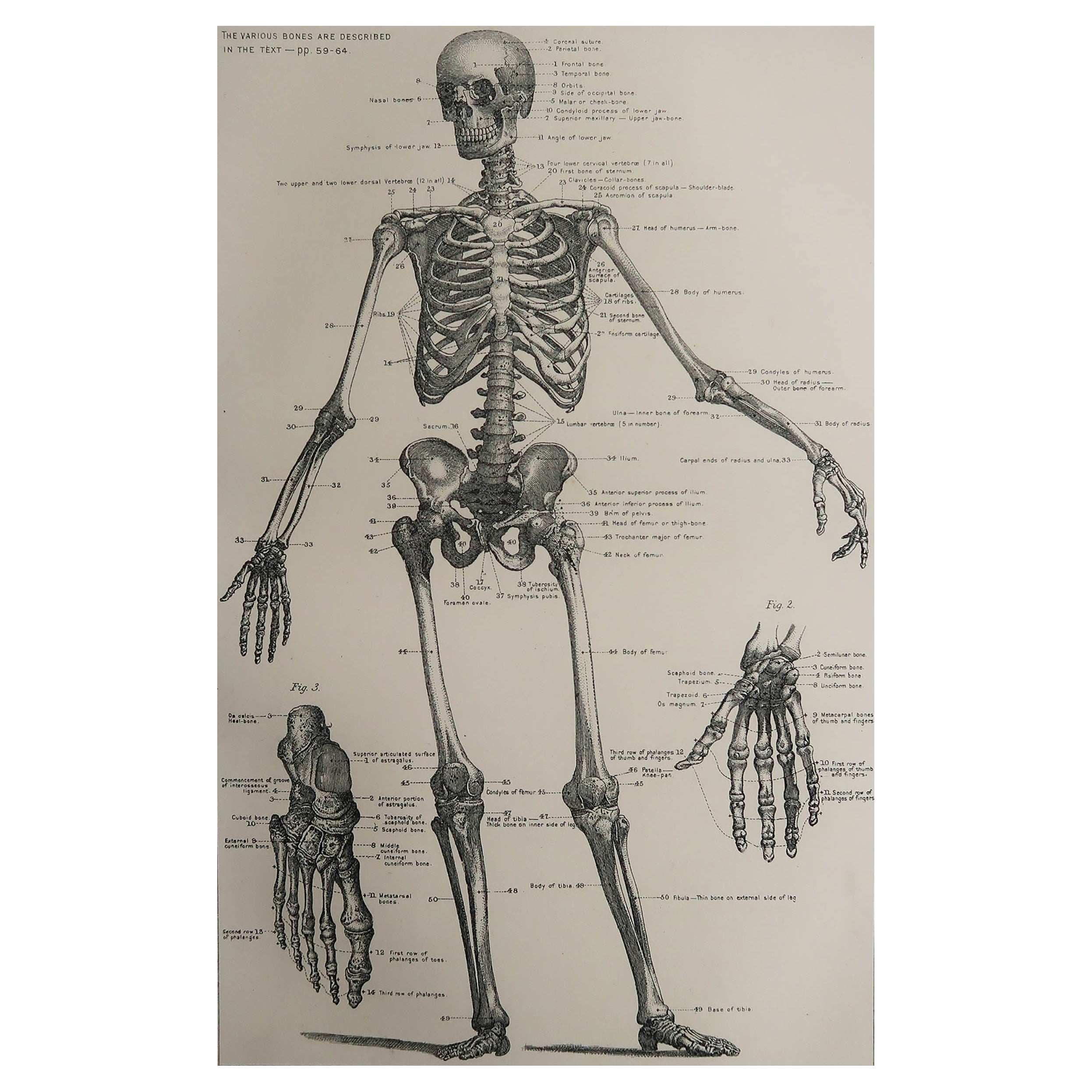 Original Vintage Medical Print-Skeleton, circa 1900