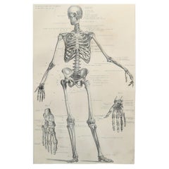Original Antique Medical Print-Skeleton, circa 1900