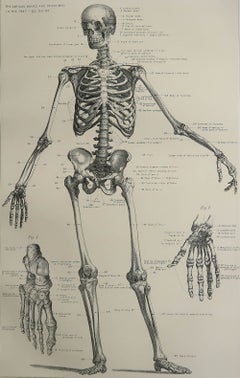 Stampa medica originale d'epoca - Scheletro, circa 1900