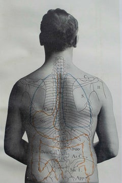 Original Vintage Medical Print- Stomach, circa 1900