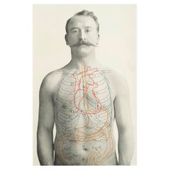 Original Vintage Medical Print, Stomach, circa 1900 Original Antique Medical Print, Stomach, circa 1900