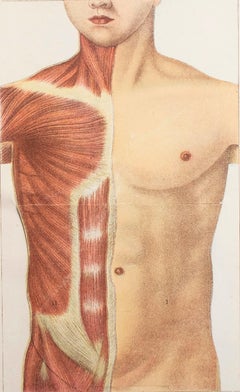 Original Vintage Medical Print- The Abdomen, C.1900