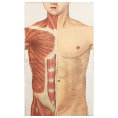 Original Vintage Medical Print- The Abdomen, C.1900