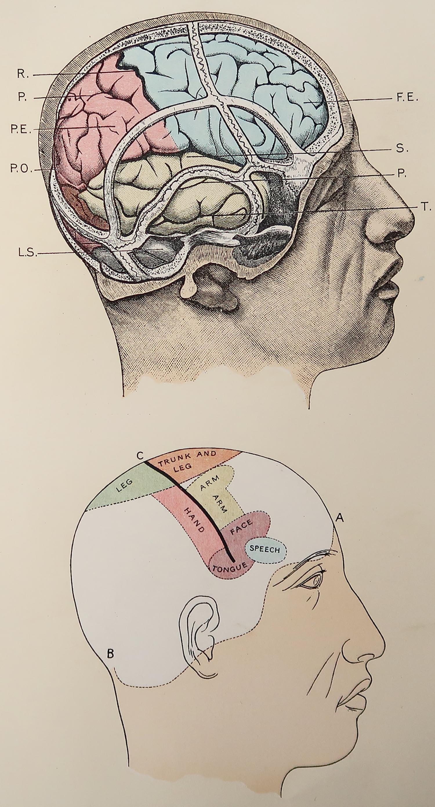 Original Vintage Medical Print, the Brain, C.1900 at 1stDibs