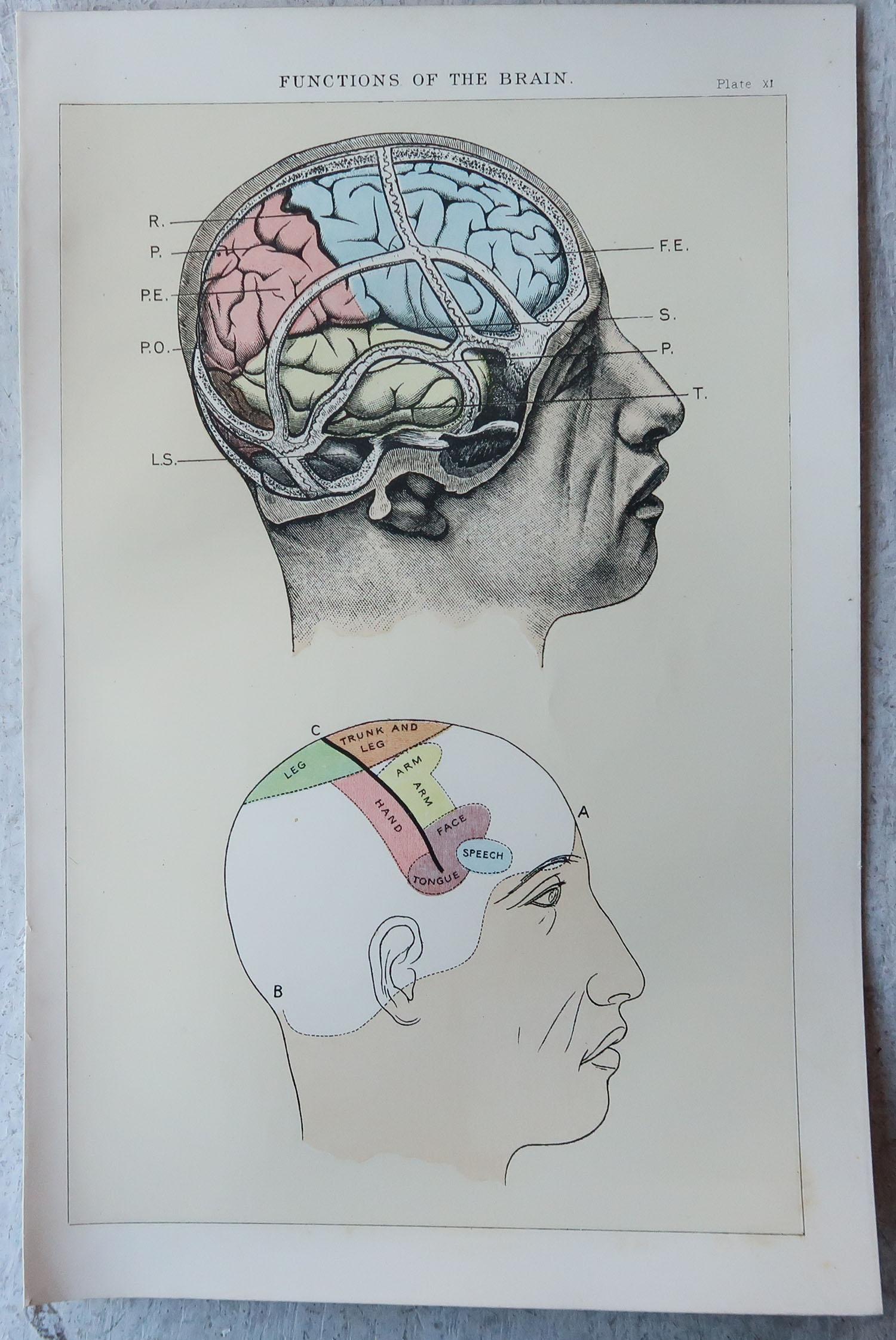 English Original Vintage Medical Print, the Brain, C.1900