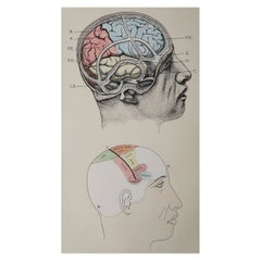 Original Antique Medical Print, the Brain, C.1900