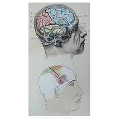 Original Antique Medical Print, the Brain, C.1900
