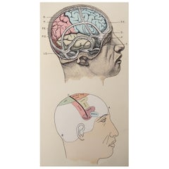 Original Antique Medical Print, the Brain, C.1900