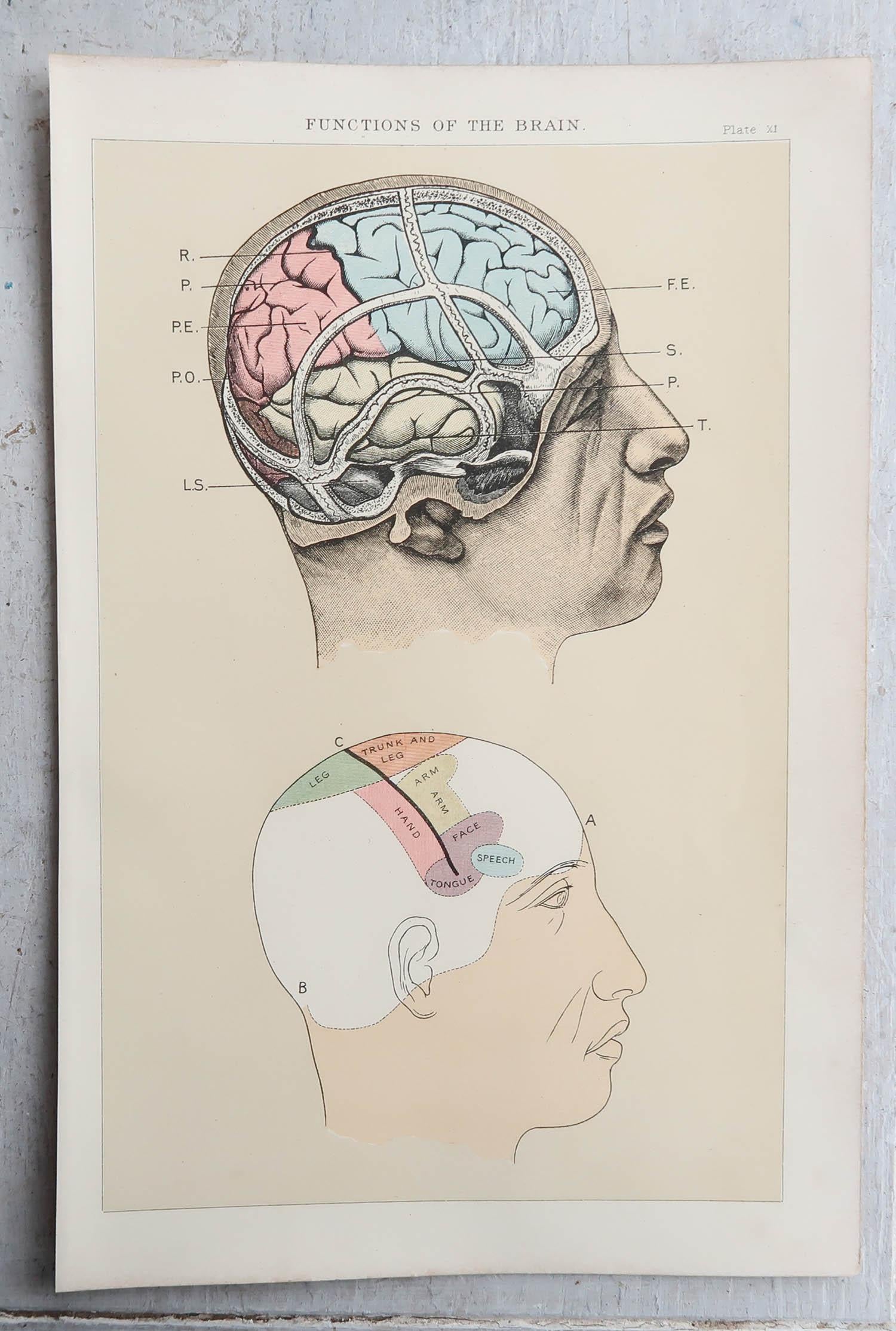 Edwardian Original Vintage Medical Print, the Brain, circa 1900 For Sale
