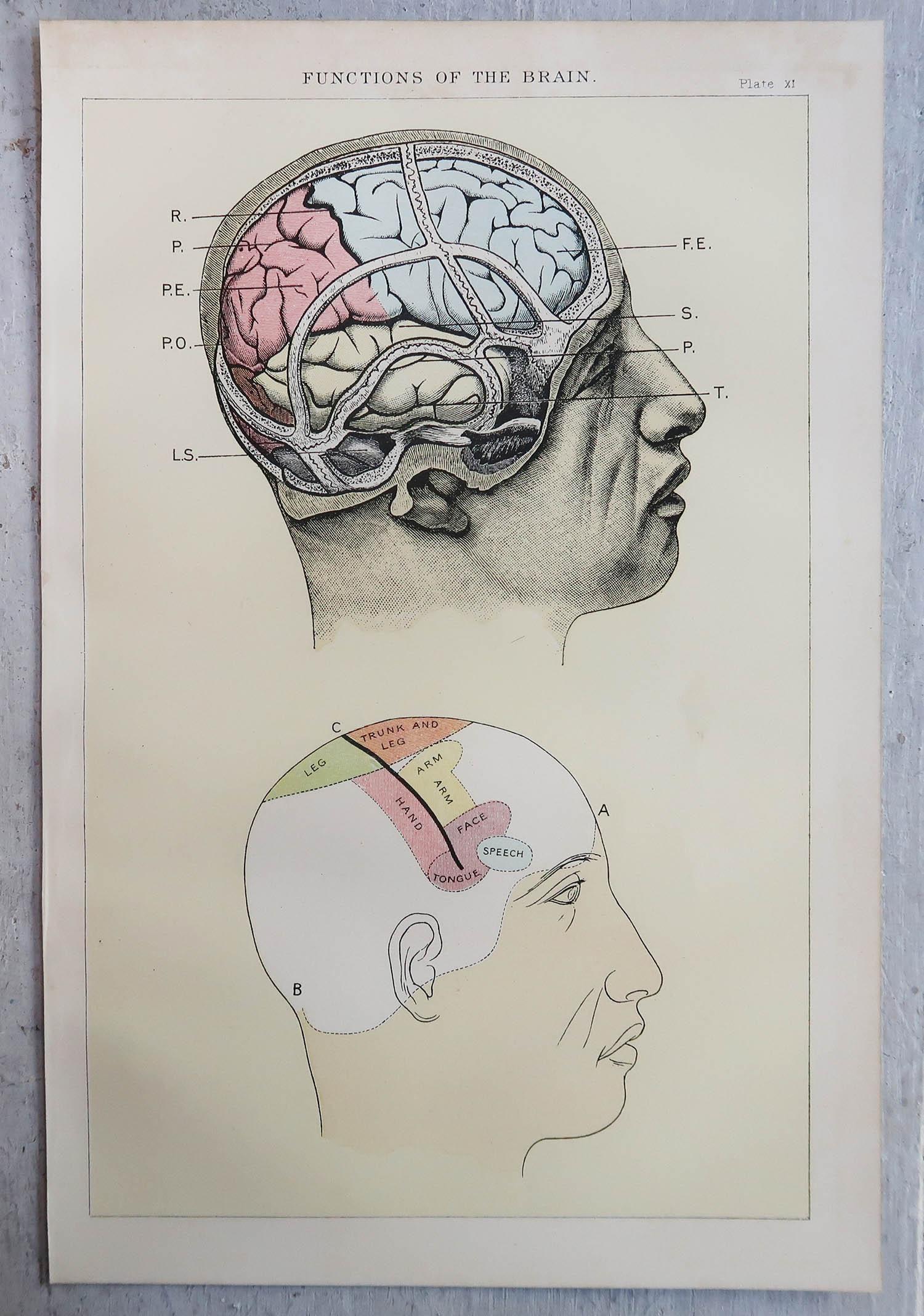 l.s of human brain