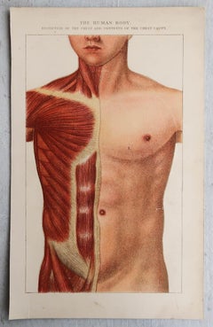 Original Vintage Medical Print, Chest Cavity, C.1900