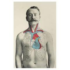 Original Antique Medical Print, the Heart, C.1900
