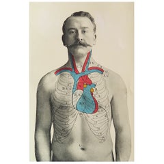Original Antique Medical Print, the Heart, circa 1900